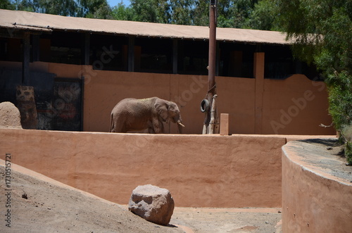 Photography elephant at the zoo
