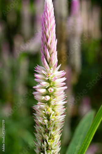 Close up Cockscomb flower and blur nature background