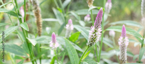 Close up Cockscomb flower and blur nature background