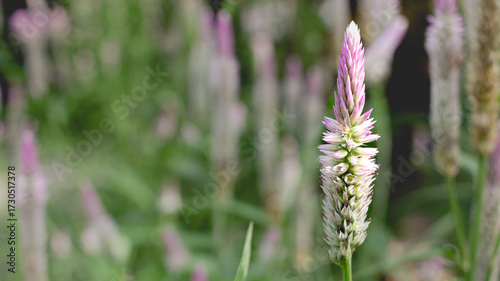 Close up Cockscomb flower and blur nature background