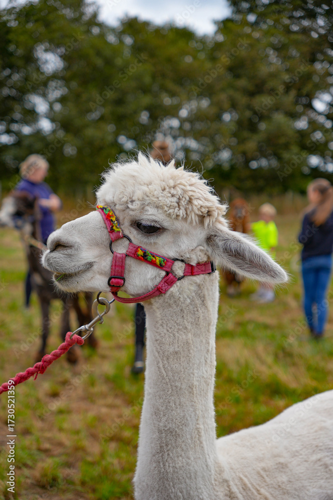 Obraz premium Lowlands Farm Alpacas