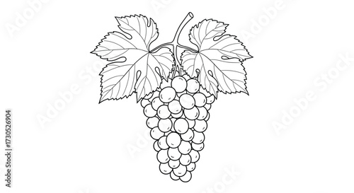 A detailed sketch of a ripe bunch of green grapes hanging from a vine with large leaves.