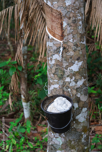 Close-up of Rubber Tree Trunk with Bucket of Collected Latex
