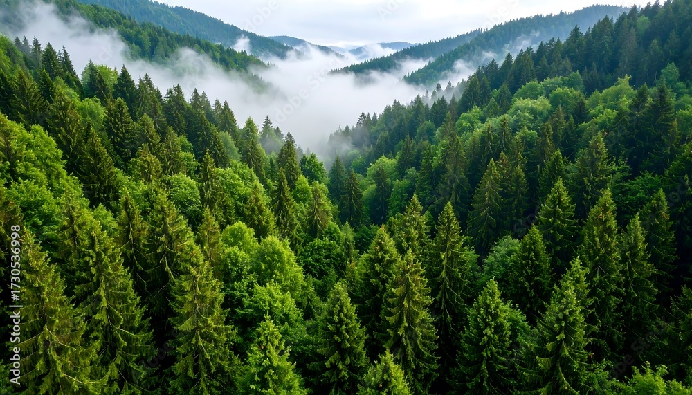 Obraz premium Misty mountain forest from above