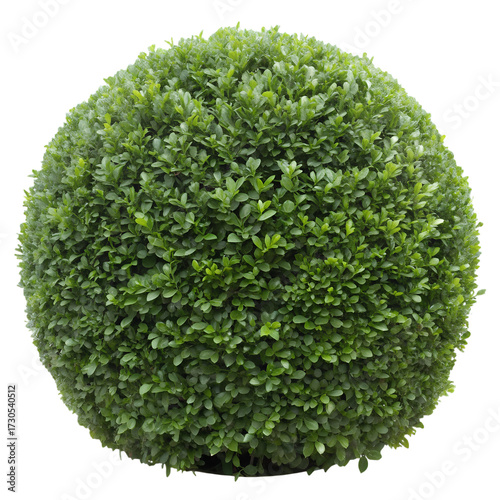 small boxwood topiary isolated on transparent background