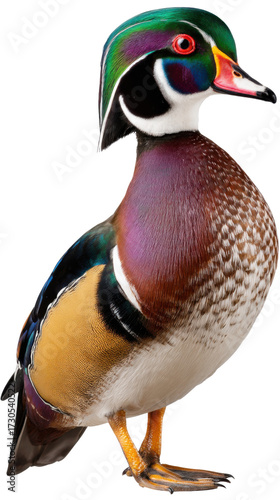mallard duck isolated on white