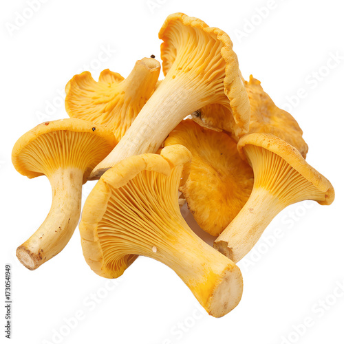 handful of fresh chanterelle mushrooms isolated on transparent background