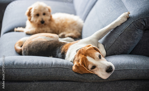 Wallpaper Mural Two dogs resting on a sofa: a relaxed Beagle and a fluffy Malipoo puppy. Torontodigital.ca