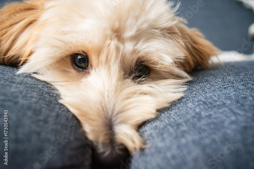 Wallpaper Mural Puppy's intense stare in a close-up portrait while resting indoors. Torontodigital.ca