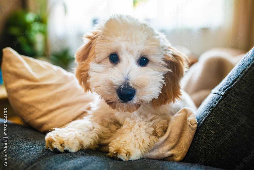 custom made wallpaper toronto digitalAdorable miniature Malipoo (Moodle) puppy relaxing on a sofa cushion indoors.