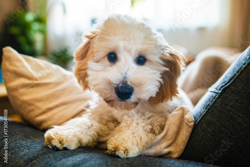 Wallpaper Mural Adorable miniature Malipoo (Moodle) puppy relaxing on a sofa cushion indoors. Torontodigital.ca