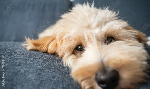 Wallpaper Mural Close-up of an adorable fluffy puppy lying on a cozy blue sofa. Torontodigital.ca