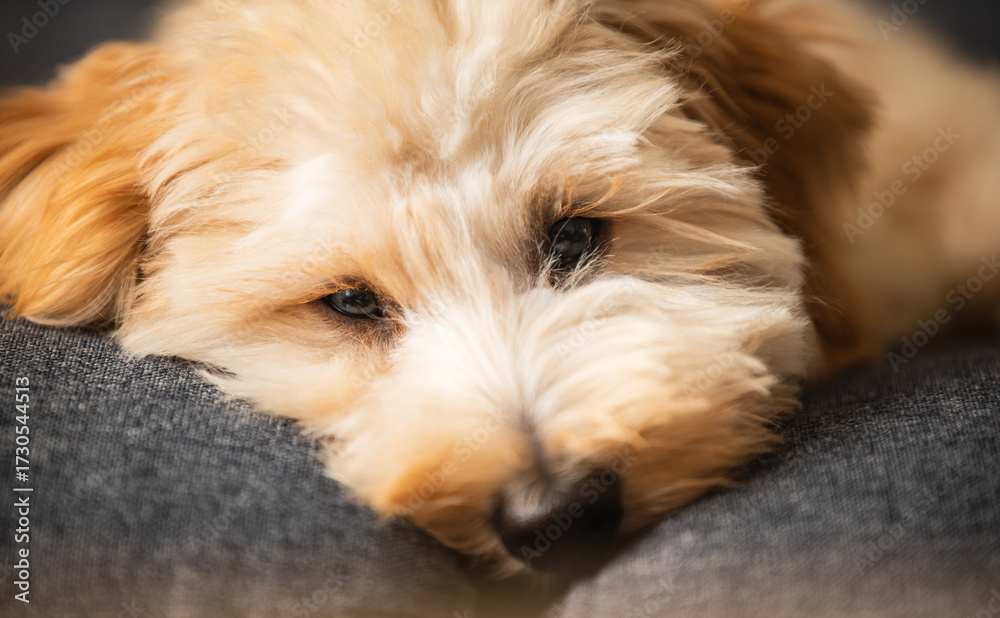 custom made wallpaper toronto digitalPuppy's tired face resting on the gray-blue fabric of a couch.