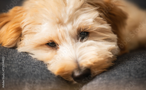 Wallpaper Mural Puppy's tired face resting on the gray-blue fabric of a couch. Torontodigital.ca