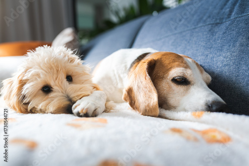 Wallpaper Mural Two best friends: a Beagle and a Malipoo puppy relaxing together on a cozy blanket. Torontodigital.ca
