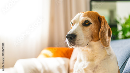 Wallpaper Mural Close-up of a senior Beagle dog sitting relaxed on a living room sofa. Torontodigital.ca