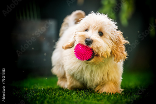 Wallpaper Mural Adorable fluffy Malipoo puppy running on the grass with a bright pink ball in its mouth. Torontodigital.ca