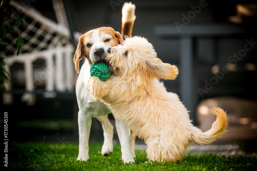 Wallpaper Mural Malipoo puppy and Beagle playing a high-energy game of tug-of-war with a green ball. Torontodigital.ca