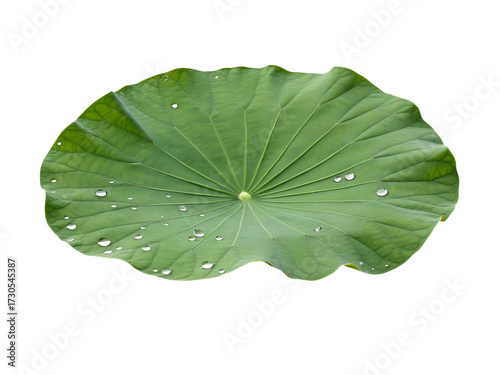 lotus leaf isolated on transparent background