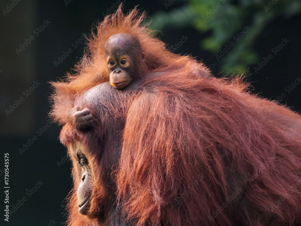 Naklejka premium Baby Bornean Orang Utan hugging mother with affection and love while playing outdoor.