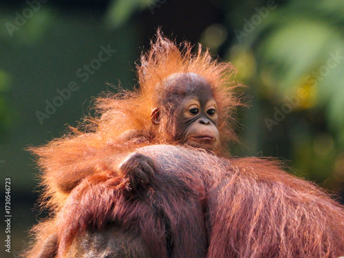 Fotografía Baby Bornean Orang Utan hugging mother with affection and love while playing outdoor