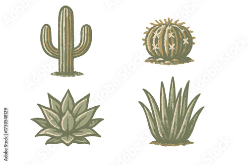 Variety of desert plants and succulents, including iconic saguaro cactus, round barrel cactus, and agave