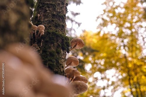 Funghi selvatici su tronco muschioso in foresta autunnale