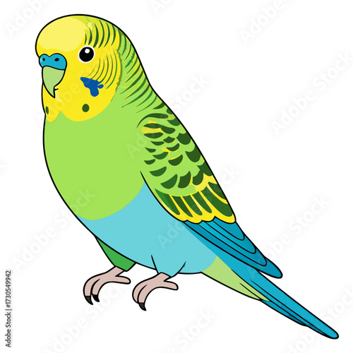 Budgie illustration, flat design, natural colors, pet and animal concept