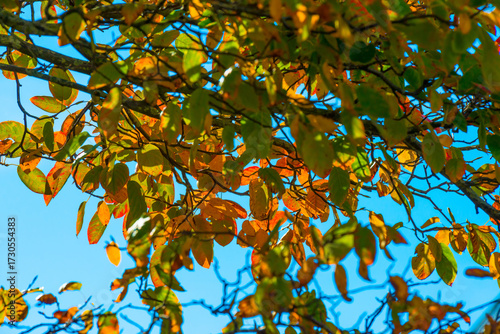 Green and colorful garden in bright sunlight in autumn, Almere, Flevoland, The Netherlands, September, 2025