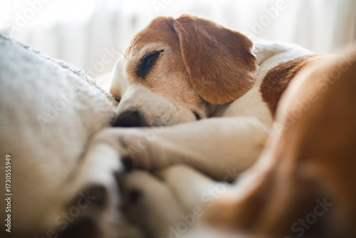 Wallpaper Mural Cute Beagle dog sleeping on sofa Torontodigital.ca