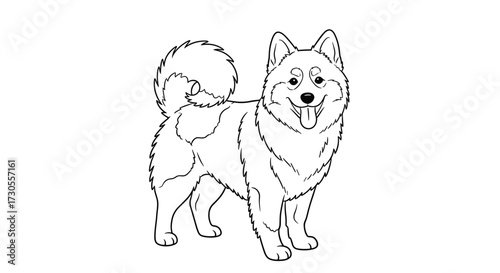 A fluffy dog with a curled tail stands and smiles.