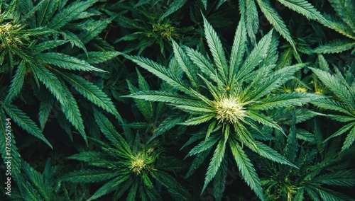 Dense foliage of vibrant green cannabis plants fills the image, showcasing intricate leaf patterns and buds.