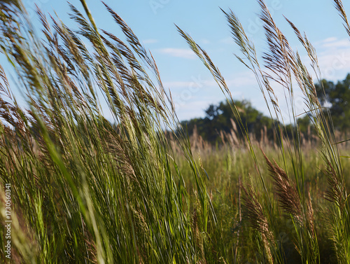 Tall green native grass swaying in wind under clear blue sky, with blurred background of trees and peaceful, natural landscape evoking calm and tranquility