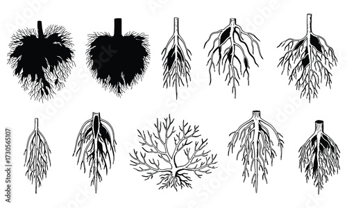 Plant root diagrams roots botanical