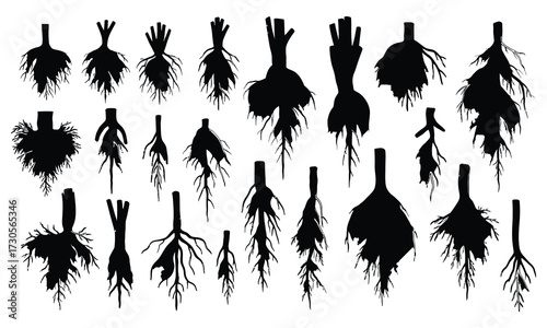 Plant roots silhouettes growth nature