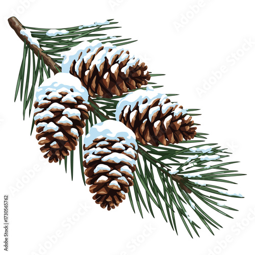 Illustration of a pine branch with multiple pinecones covered in snow, winter season.