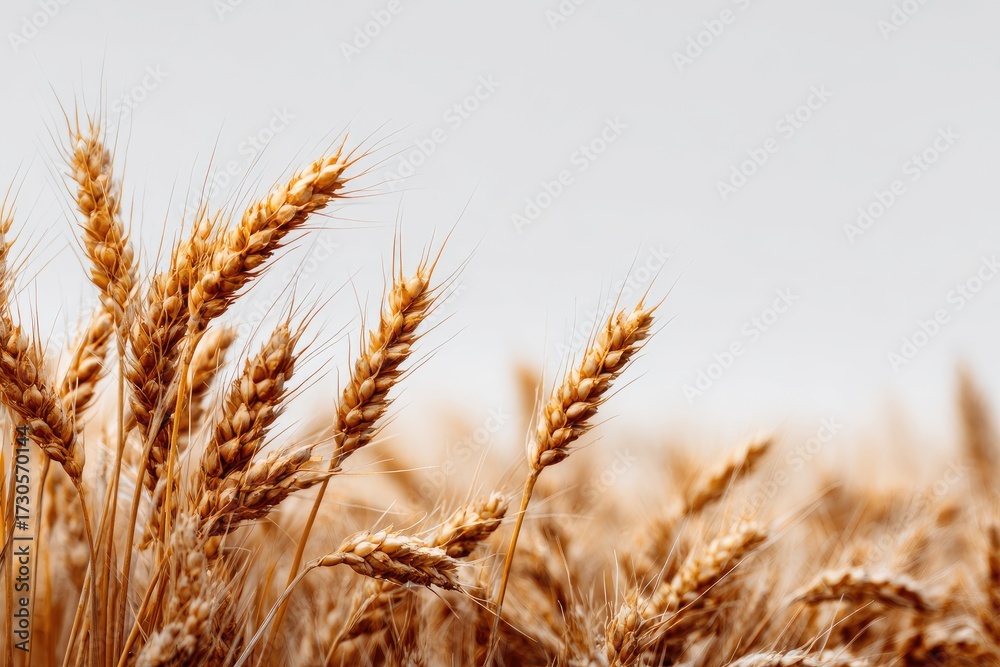 Fototapeta premium Golden wheat field close-up, soft light