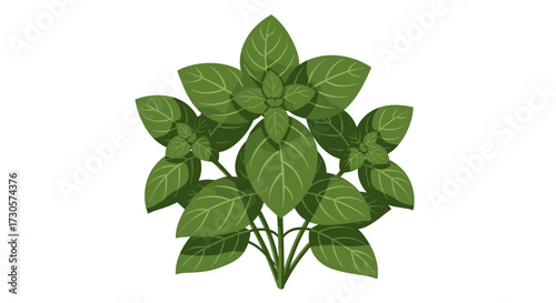 Fresh basil herb plant with vibrant green leaves for culinary use, a detailed vector illustration svg graphic element isolated on transparent background.