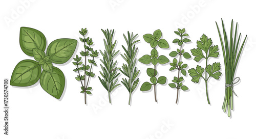 Set of fresh culinary herbs including basil, rosemary, oregano, parsley, and chives. Svg vector illustration for cooking isolated on transparent background.