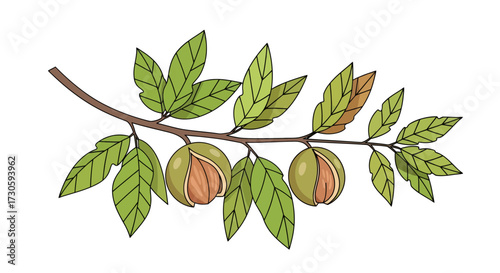 Botanical illustration featuring pecan nuts and leaves on a branch showcasing autumn textures