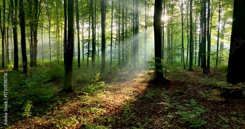 morning in the forest