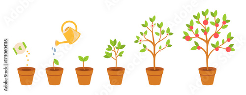 Plant process growing from seed to fruits. Plant growth stage apple tree. Life cycle plant in flower pot isolated