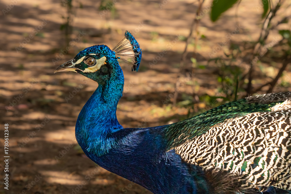 Obraz premium Pavo real