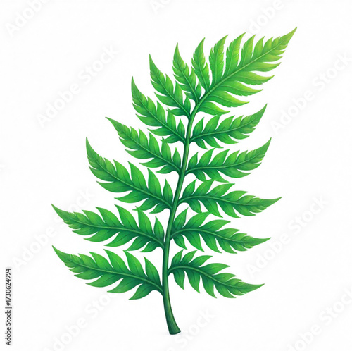green fern isolated on white background
