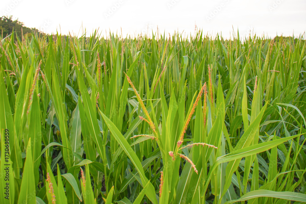 Obraz premium green cornfield with tall leaves and emerging tassels in summer