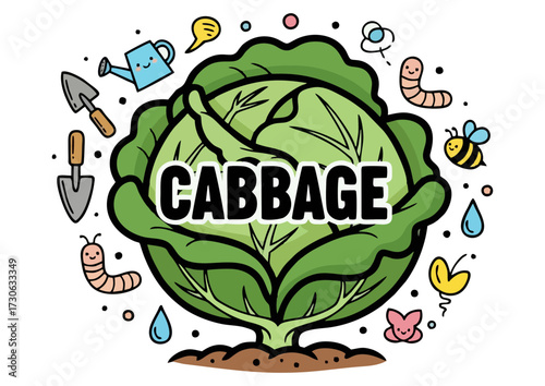 Fresh green cabbage head in a vibrant, illustrative style for culinary use