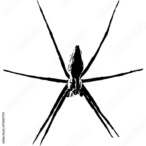 Vector image of a spider black and white symmetric legs