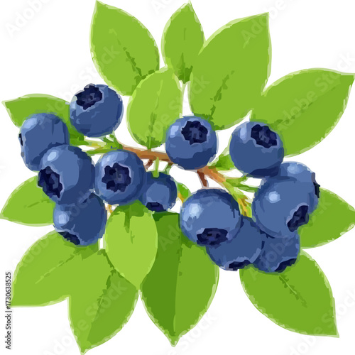 Flat 2D vector illustration of blueberry branch with green leaves, ripe blueberries, isolated on white background.
