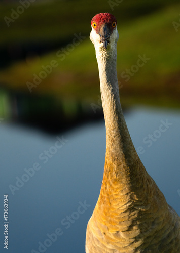 Sandhill crane staring