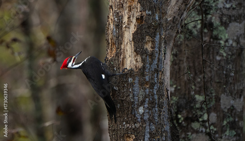 Pileated woodpecker on a tree